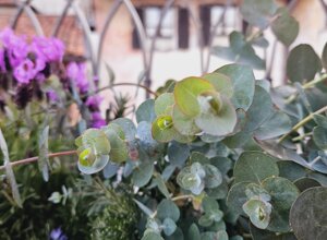 Primo piano di piante di eucalipto e lavanda su un terrazzo signorile a Pinerolo Primo piano di piante di eucalipto e lavanda su un terrazzo signorile a Pinerolo