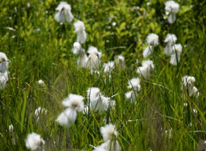 Fiore del giardino alpino La Chanousia con specie alpine