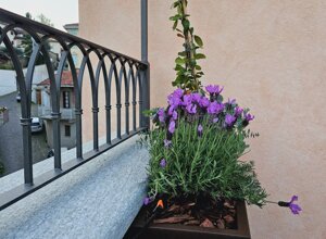 Giardino di un terrazzo signorile a Pinerolo con lavanda e recinzione, progetto per privacy e gelsomino rampicante Giardino di un terrazzo signorile a Pinerolo con lavanda e recinzione, progetto per privacy e gelsomino rampicante