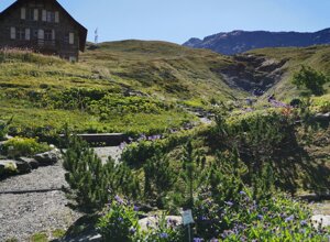 Giardino alpino La Chanousia con specie alpine e rifugio sullo sfondo