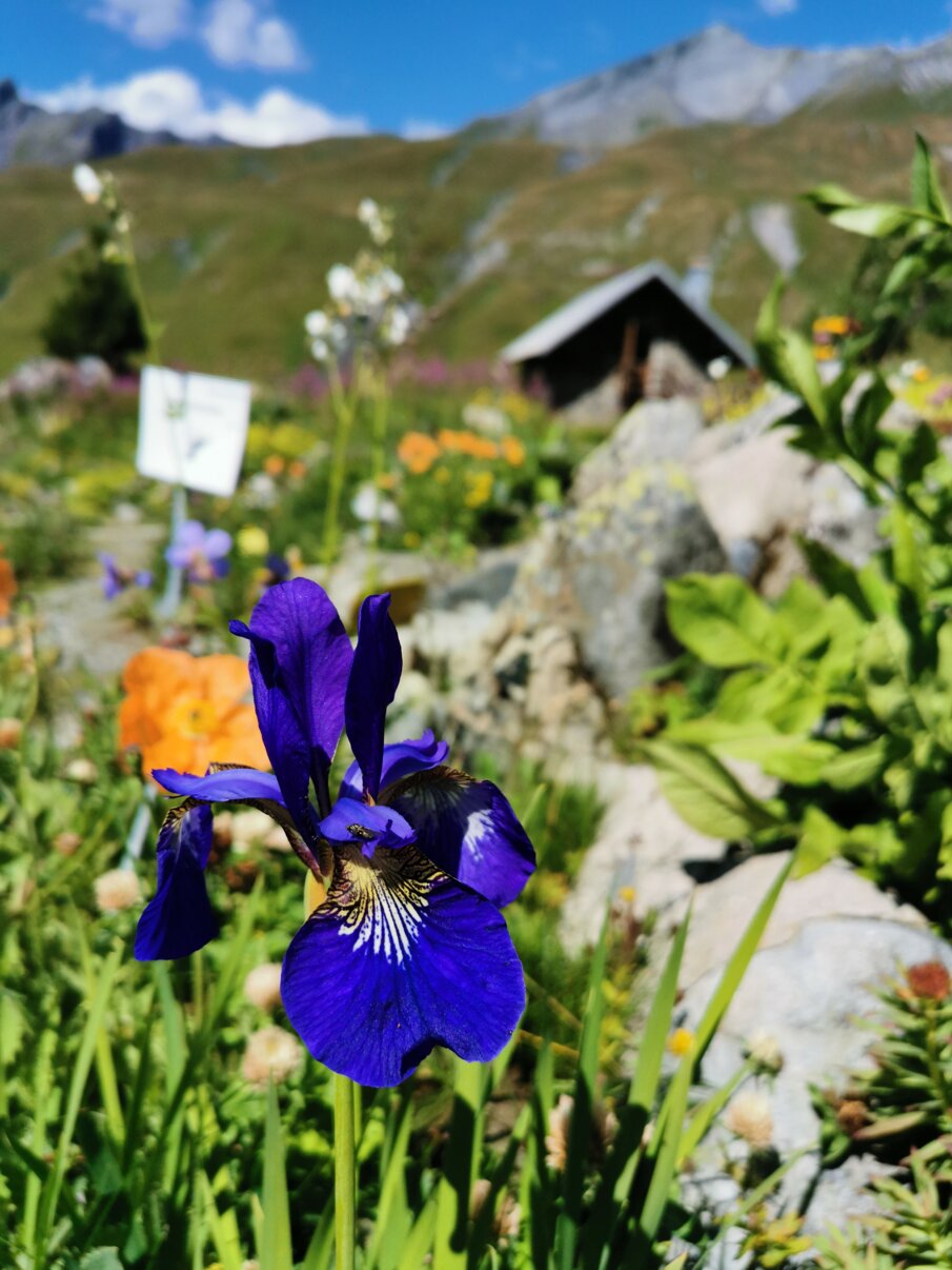 Fiore viola in un giardino alpino La Chanousia con montagne sullo sfondo