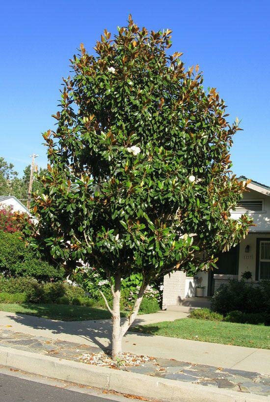 magnolia_grandiflora.jpeg