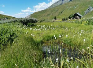 Paesaggio alpino con prato fiorito e baita