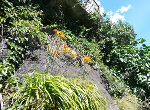 Giardino botanico con fiori arancioni e piante rampicanti sotto un balcone nel Parco Nazionale della ValGrande Giardino botanico con fiori arancioni e piante rampicanti sotto un balcone nel Parco Nazionale della ValGrande