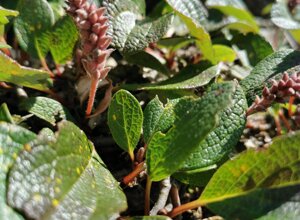 Pianta alpina con foglie verdi e fiori rosa nel giardino alpino La Chanousia