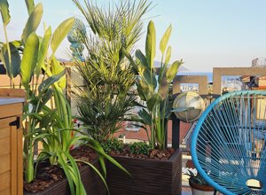 Terrazzo con piante tropicali e sedia blu, vista mare