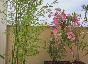 Terrazzo mediterraneo con piante di bambù e oleandro in vasi Terrazzo mediterraneo con piante di bambù e oleandro in vasi