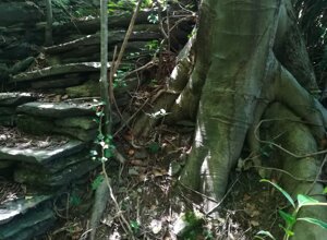 Scalinata in pietra e tronco di albero nel giardino botanico di Vogogna, Parco Nazionale della ValGrande Scalinata in pietra e tronco di albero nel giardino botanico di Vogogna, Parco Nazionale della ValGrande