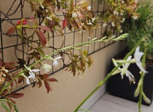 Terrazzo mediterraneo con piante rampicanti, progettazione giardino urbano Terrazzo mediterraneo con piante rampicanti, progettazione giardino urbano