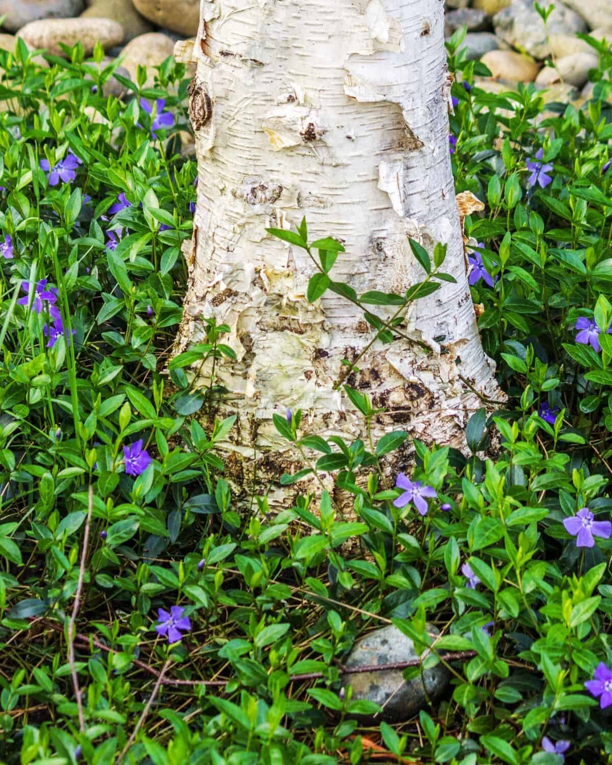 periwinkle-vinca-minor-ground-cover-under-tree.jpeg