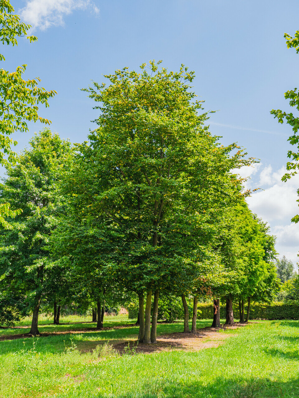 carpinus-betulus-s-h1000-1200mo-d-02.jpeg