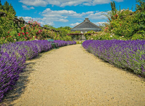 Sentiero in un giardino privato con lavanda in stile provenzale, cielo azzurro e fiori colorati