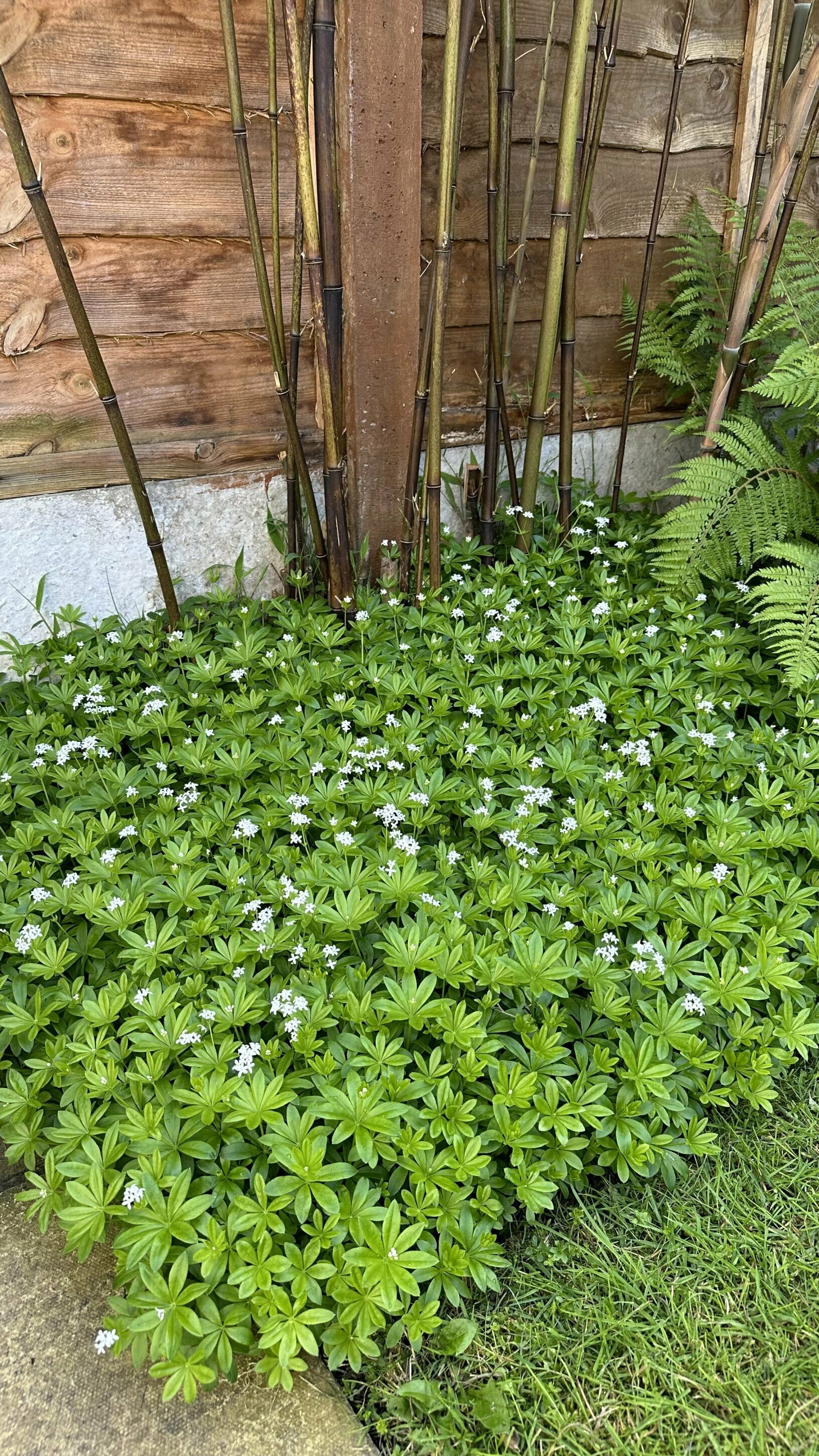 sweet-woodruff-ground-cover.jpeg