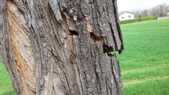 Corteccia di albero con sfondo di verde prato e case in lontananza