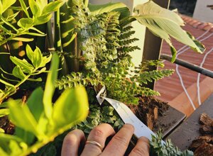 Dettaglio di piante tropicali su un terrazzo con mano che cura il giardino