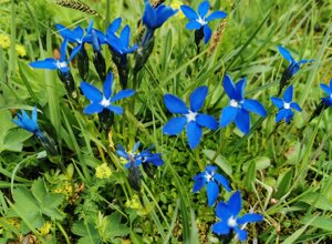 Fiori alpini blu nel giardino alpino La Chanousia