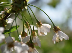 Fiori di ciliegio in primo piano con sfondo sfocato Fiori di ciliegio in primo piano con sfondo sfocato