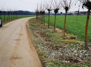 Strada sterrata fiancheggiata da alberi spogli in una zona rurale, nelle vicinanze della rotta Stupinigi Strada sterrata fiancheggiata da alberi spogli in una zona rurale, nelle vicinanze della rotta Stupinigi