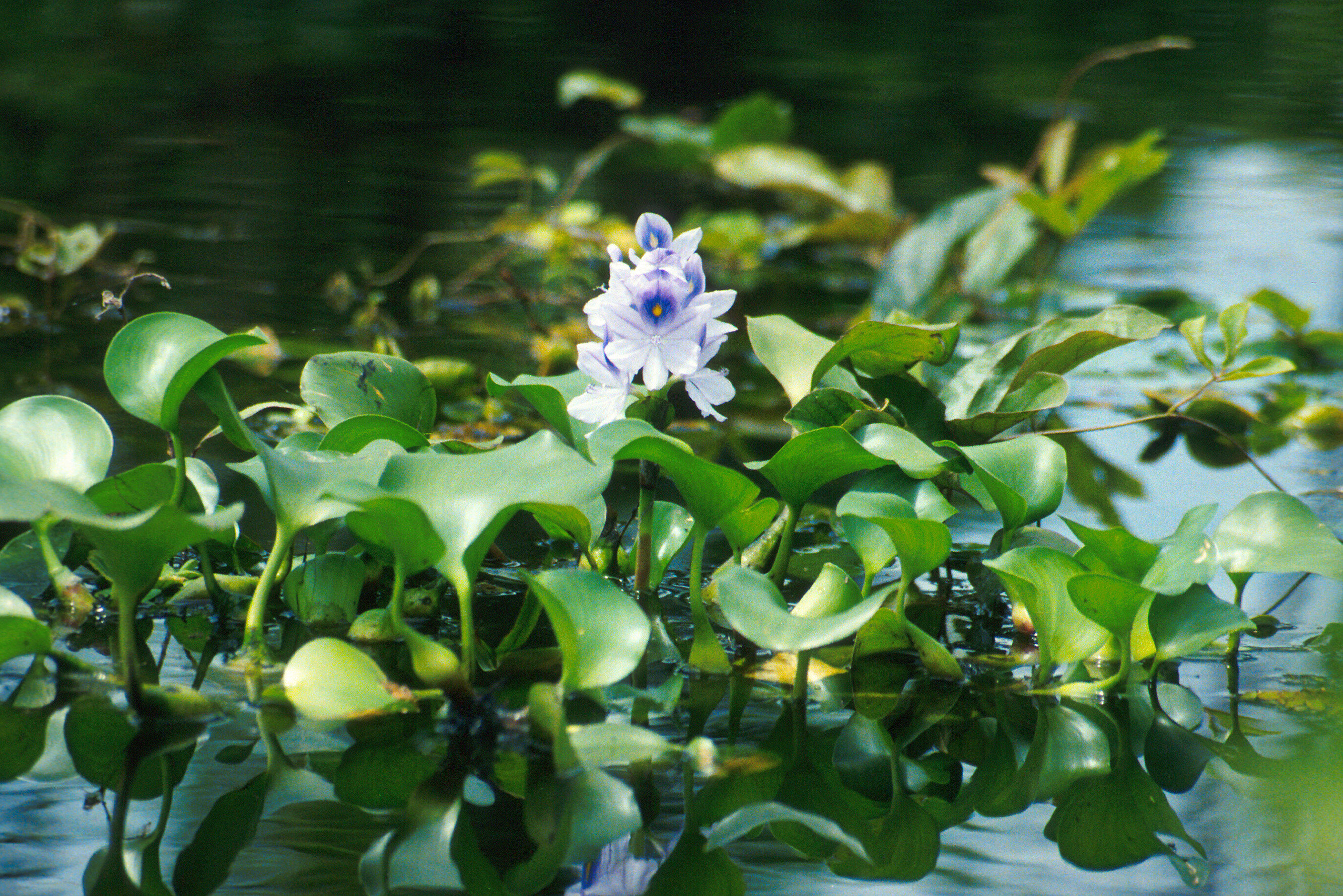 water_hyacinth.jpeg