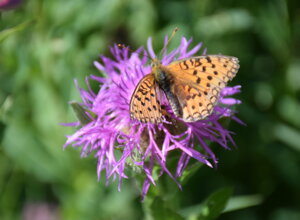 Farfalla su fiore alpino nel giardino La Chanousia
