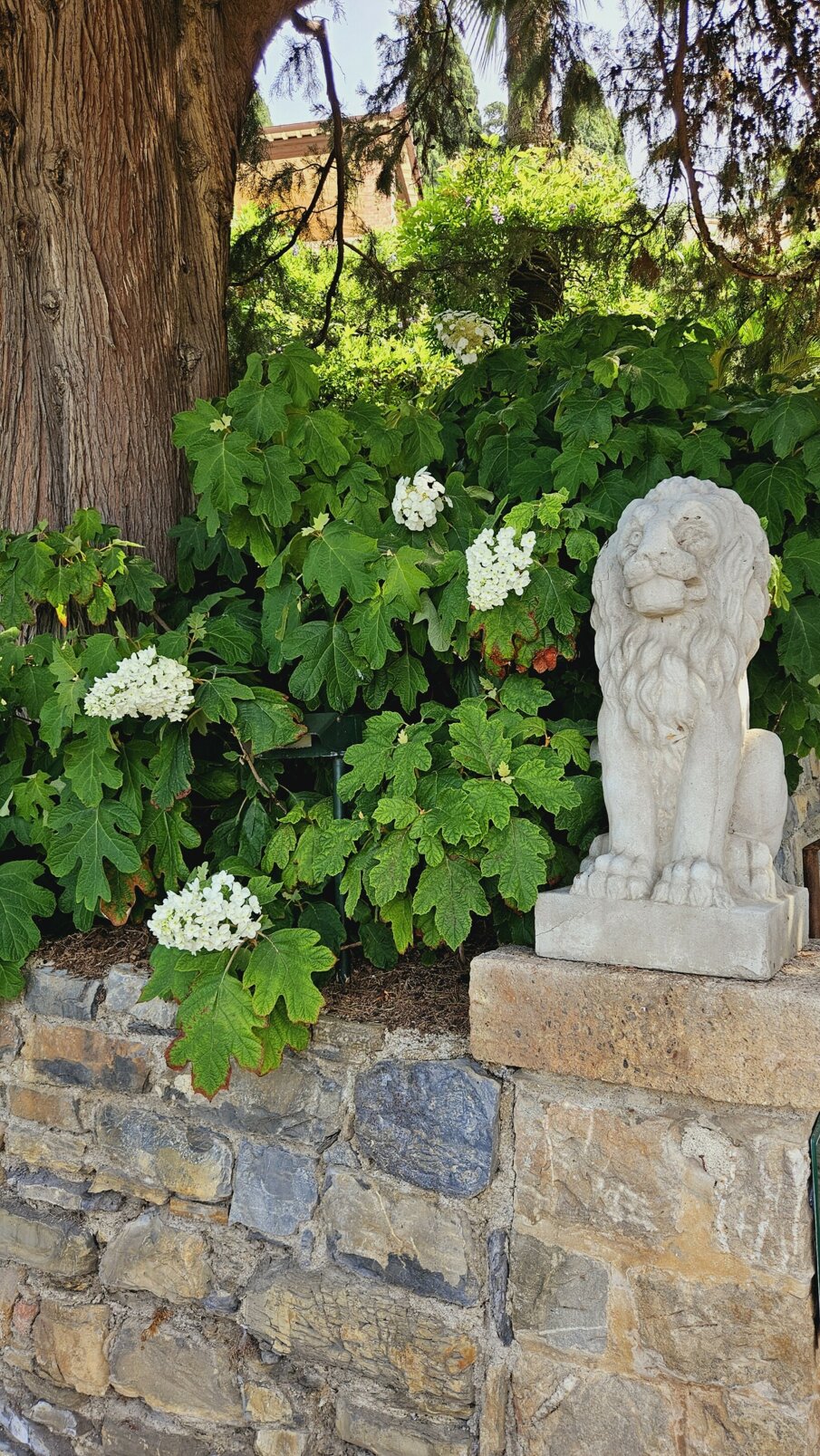 Statua di leone di pietra accanto a ortensie bianche in un giardino privato
