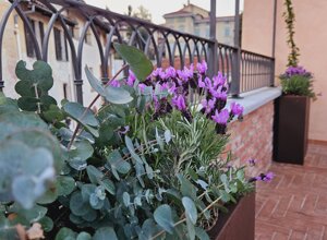 Terrazzo signorile a Pinerolo con piante di gelsomino rampicante e fiori per privacy Terrazzo signorile a Pinerolo con piante di gelsomino rampicante e fiori per privacy