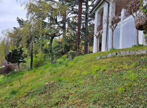 Giardino privato con alberi e prato in pendenza vicino a una casa bianca Giardino privato con alberi e prato in pendenza vicino a una casa bianca