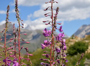 Fiori alpini viola nel Giardino La Chanousia con montagne sullo sfondo