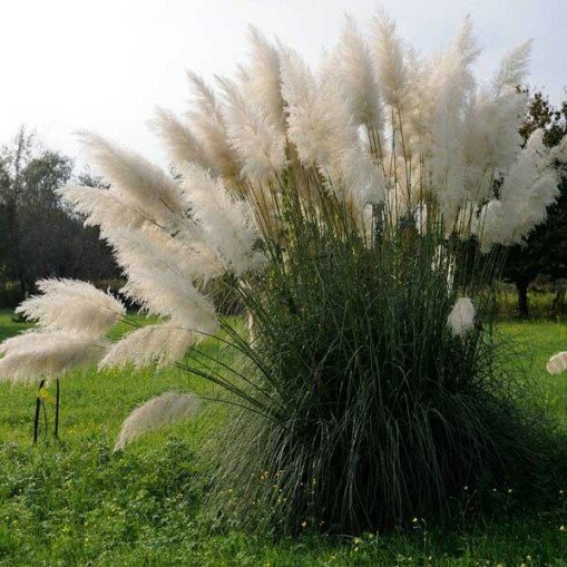 cortaderia-selloana-white-feather-erba-della-pampas-vaso-14cm.jpeg