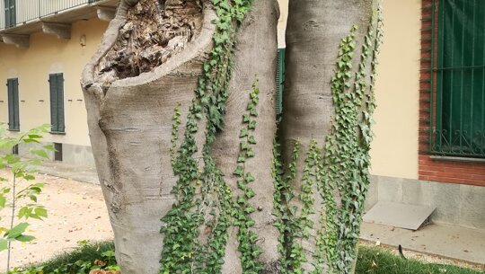 Albero in un contesto urbano con edera e funghi alla base, progettazione verde e spazi sostenibili.