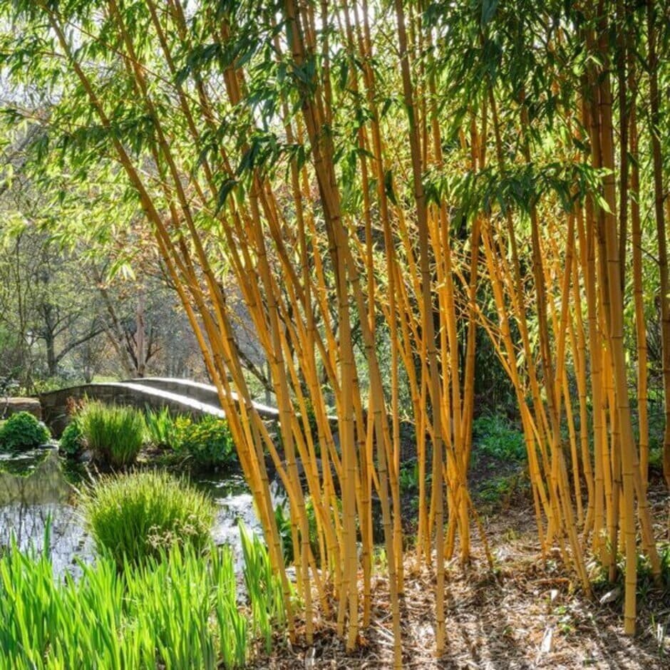 phyllostachys-rosemoor-garden.jpeg