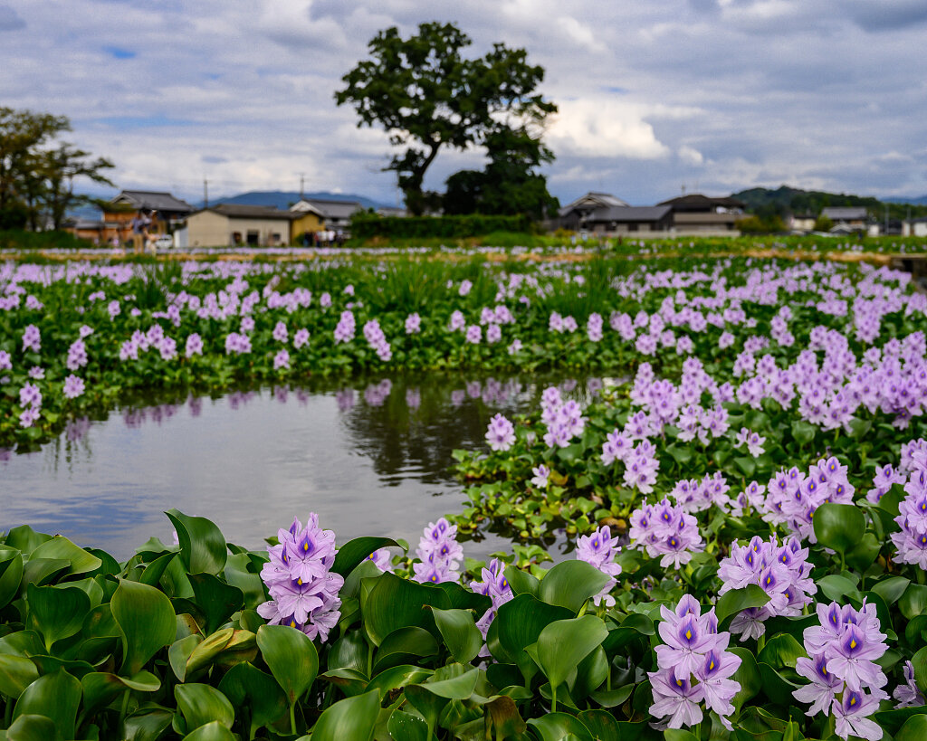 water_hyacinth_qiyyztkklo.jpeg