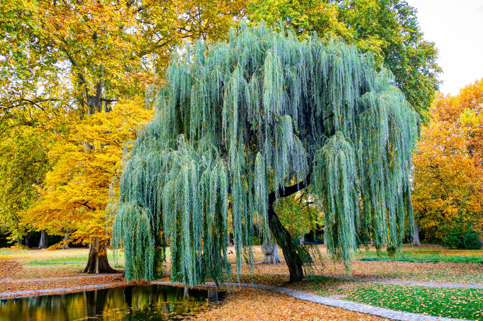 283378-1600x1066-weeping-willow-tree.jpeg