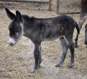 cavalli_3_.jpeg cavalli_3_.jpeg