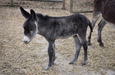 dsc_0223.jpeg dsc_0223.jpeg