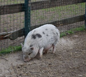 dsc_0223.jpeg dsc_0223.jpeg