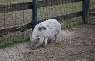 dsc_0154.jpeg dsc_0154.jpeg