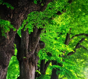 dsc_0217.jpeg dsc_0217.jpeg