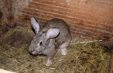 dsc_0174.jpeg dsc_0174.jpeg