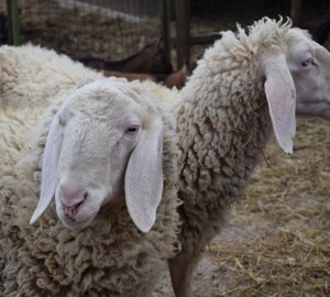 image31.jpeg image31.jpeg