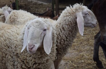 dsc_0215.jpeg dsc_0215.jpeg