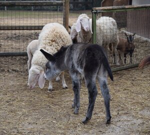 dsc_0129.jpeg dsc_0129.jpeg