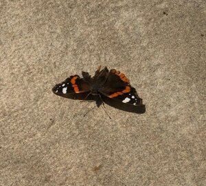 image33.jpeg image33.jpeg