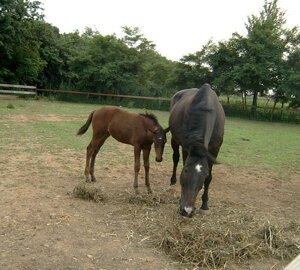 943222_176791222488912_1874015569_n.jpeg 943222_176791222488912_1874015569_n.jpeg