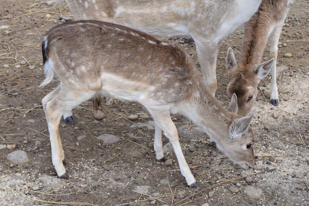 dsc_0215.jpeg dsc_0215.jpeg