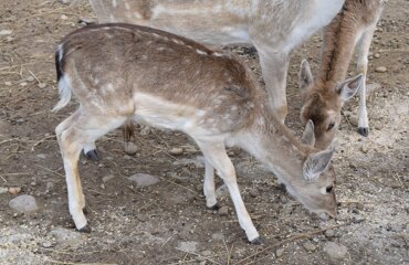 dsc_0167.jpeg dsc_0167.jpeg