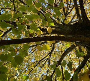 image15.jpeg image15.jpeg