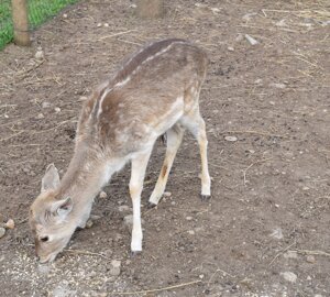 dsc_0194.jpeg dsc_0194.jpeg