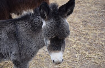 dsc_0198.jpeg dsc_0198.jpeg