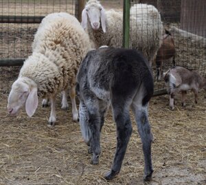 dsc_0165.jpeg dsc_0165.jpeg